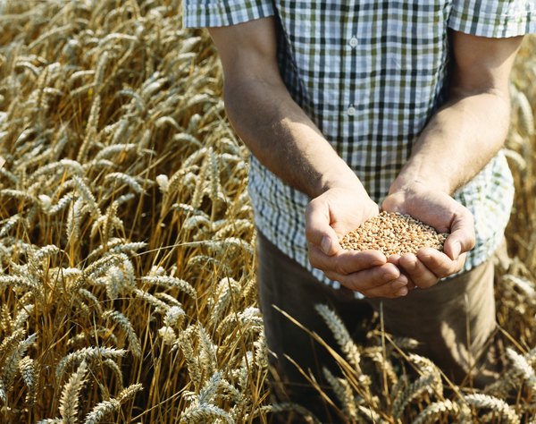Consuma, sempre que puder, produtos agrícolas orgânicos