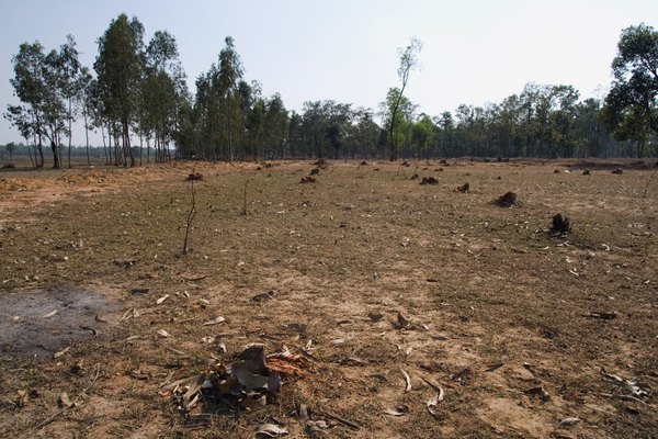 Deforestation can encourage global warming.