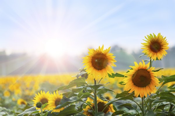 The sun is a source of light and energy for plants.