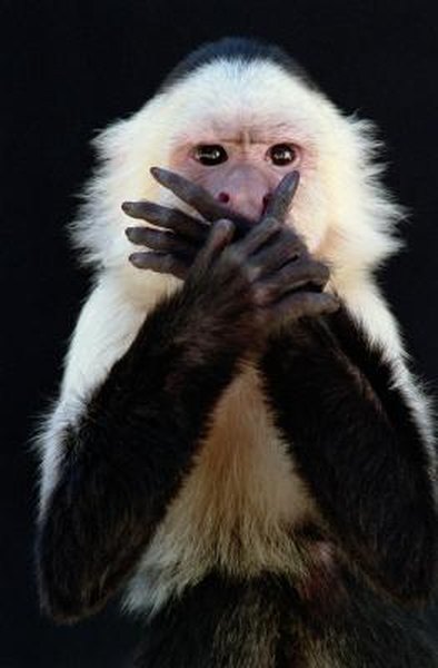 What To Expect When Owning A Capuchin Monkey Animals Mom Me