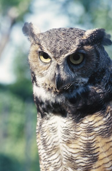Photo Credit: Hemera Technologies/AbleStock.com/Getty Images Mated great horned owls work together at raising young.