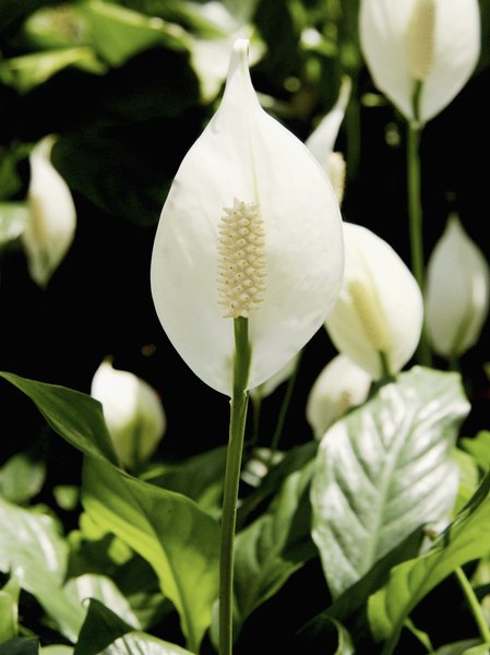 Will the Peace Lily Make Dogs & Cats Sick? - Pets