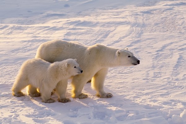 Animals that live at high altitudes are larger than their tropical cousins.