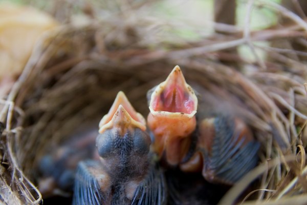 Cardinal chicks in a nest.