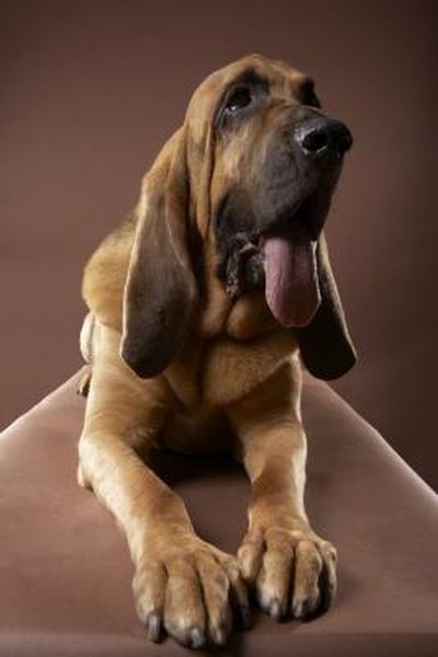 How to Make a Bloodhound Stop Howling - Pets