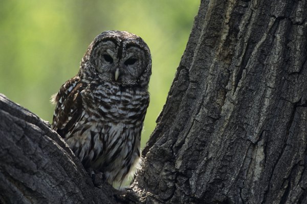 Photo Credit: Tom Brakefield/Stockbyte/Getty Images Multiple barred owls can sometimes be heard calling back and forth to each other.