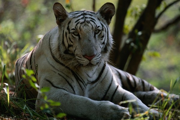 In What Countries Is the White Tiger Found? | Animals - mom.me