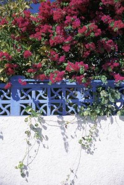 Bougainvillea And Loss Of Leaves Even In Summer Home Guides Sf Gate