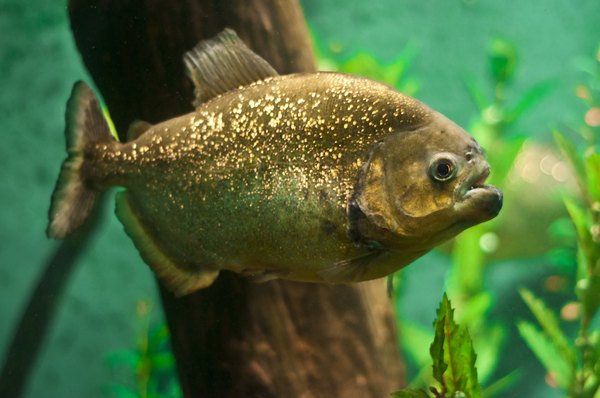 The piranha is the most famous of rain forest fish.