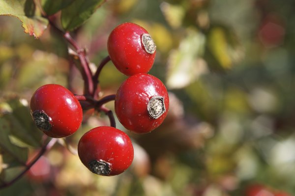 A close-up of red berries on a baneberry plant.