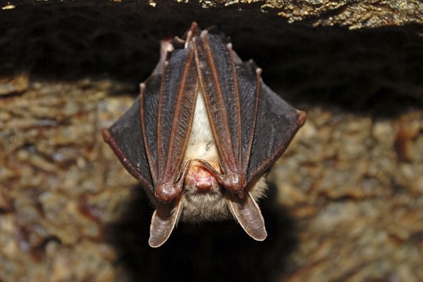 Photo Credit: Eduard Kyslynskyy/iStock/Getty Images sleeping bat
