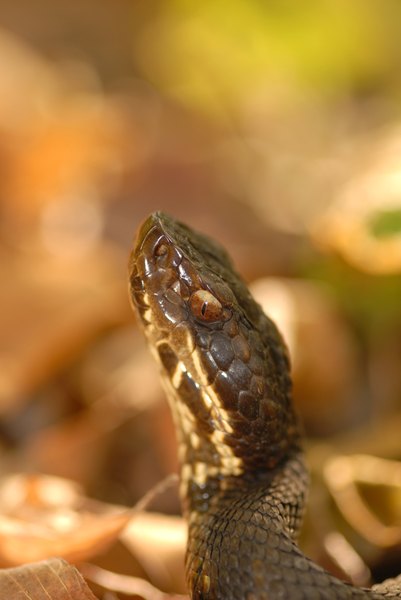 Elongated, vertical pupils and a thick head help identify a cottonmouth.