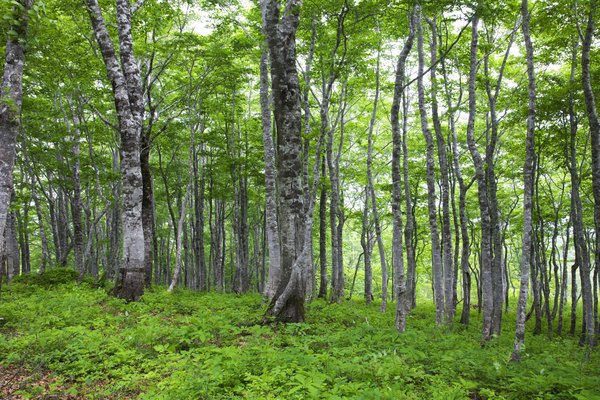 Beech trees grow in the Holarctic region