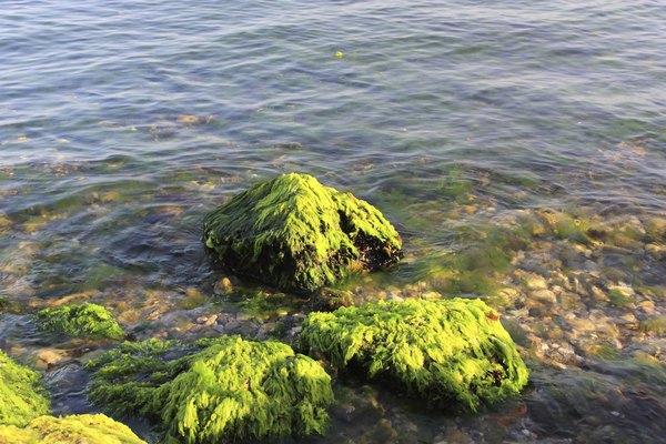 There are three main seaweed groups.
