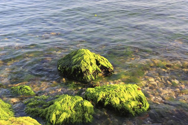 green seaweed in ocean