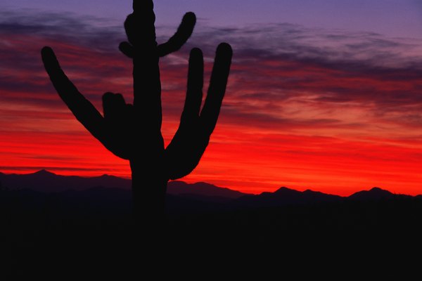 The Saguaro cactus is a tree-like cactus that can grow up to 40-feet tall in the Sonora Desert.
