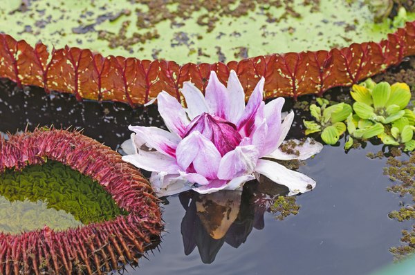 Photo Credit: Wildnerdpix/iStock/Getty Images A water lily in the Peruvian Amazon Basin.