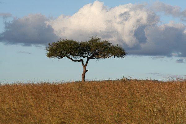 Acacia tree.