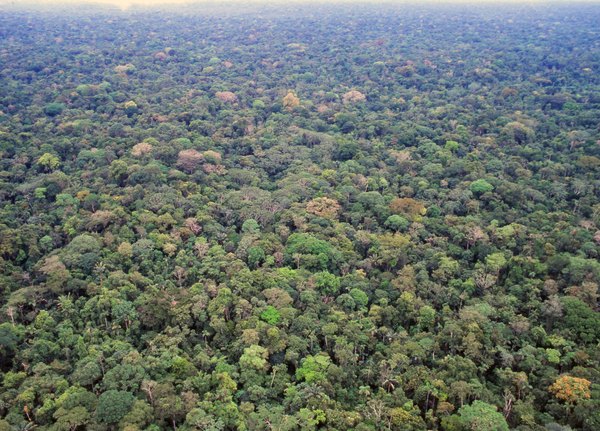 The Amazon rain forest.