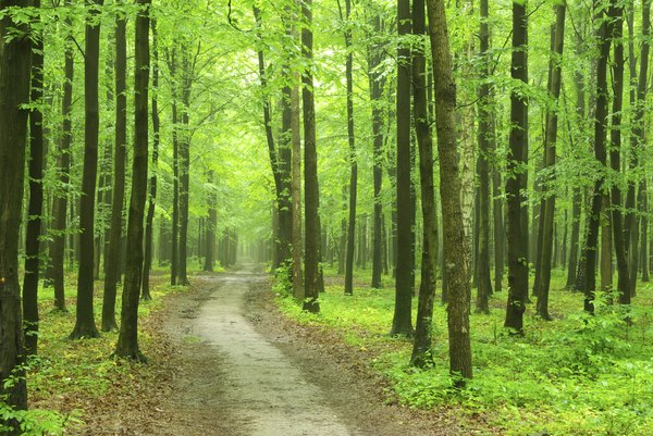 Road through forest