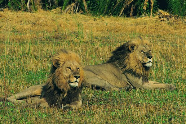 Lions in the Okavango Delta will hunt in flooded grasslands and marshes.