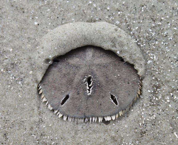 Why are there so many sand dollars on Ocean Beach?