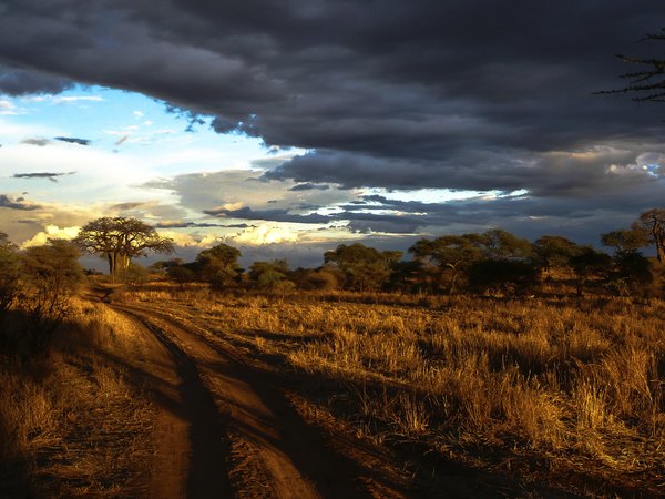 Savannah landscape.