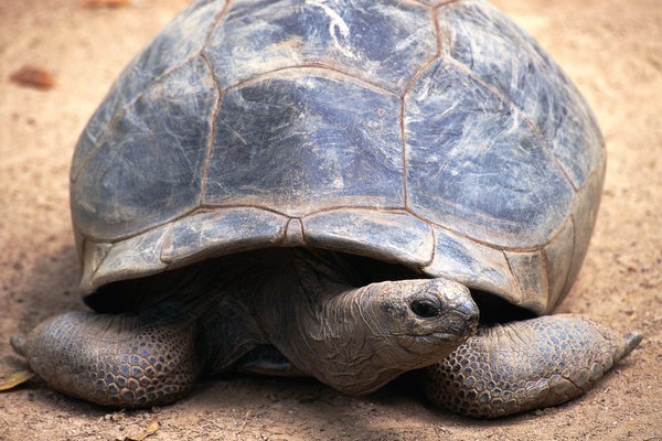 Why Do Tortoises Burrow Underground? | Animals - mom.me