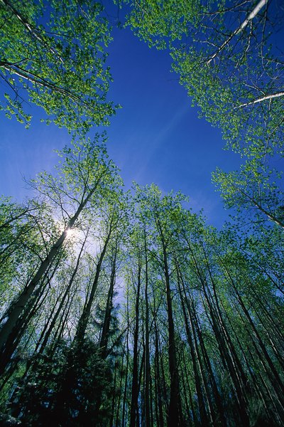 Photo Credit: Stockbyte/Stockbyte/Getty Images In the middle of a deciduous forest