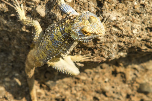 A lizard climbs a boulder in the sunlight.