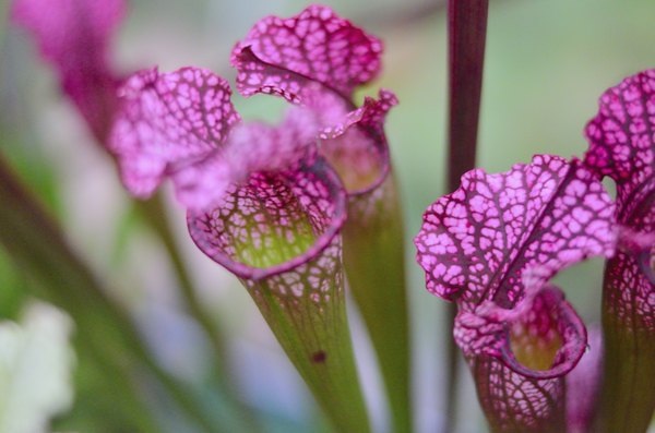 Close-up of a carniverous purple pitcher plant