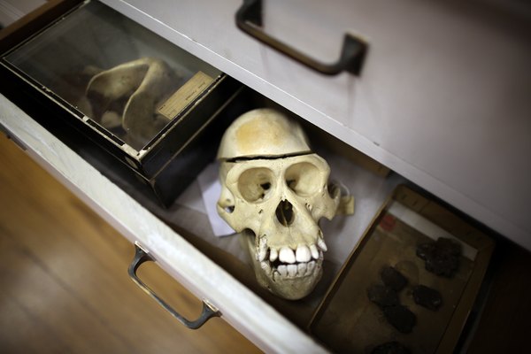 A desk drawer filled with animal remains for study.