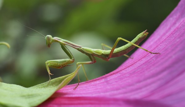 How the Praying Mantis Hides | Animals - mom.me