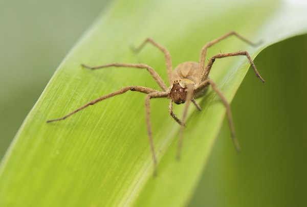 Fishing spiders can be found around water plants.