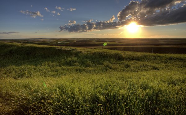 This prairie in Saskatchewan supports grasses and forbs but no trees.