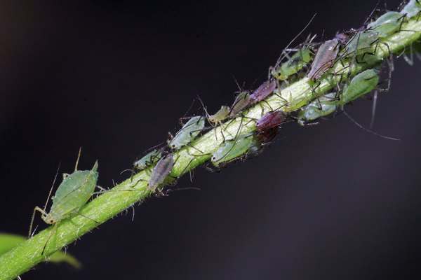 Close-up of aphids on stem