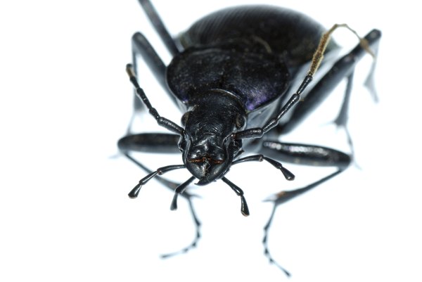 Ground beetles usually have a smaller head compared with the thorax.