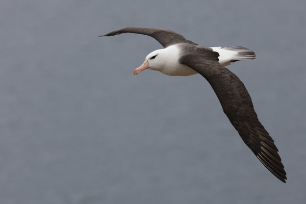 Some evidence suggests black-browed albatross may shadow orcas at sea.