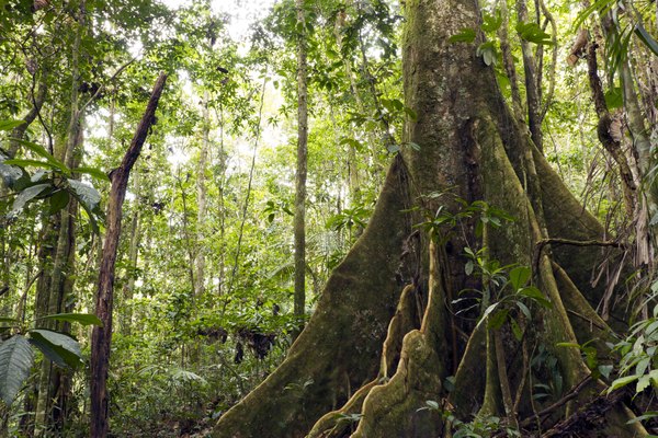 There are four layers of green plants.