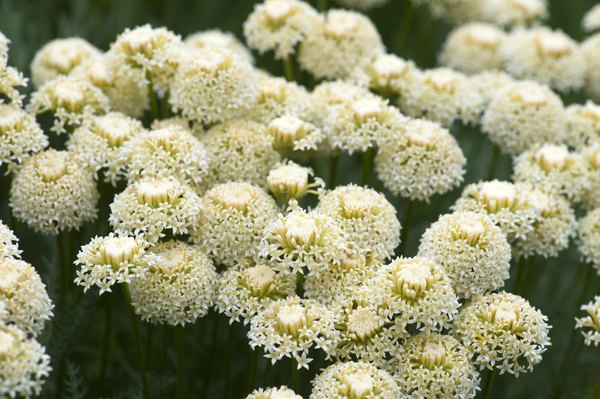 A cluster of white yarrow flowers growing in a field.