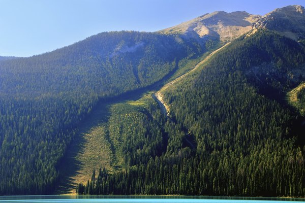 On forested mountainsides, avalanche chutes stand out.