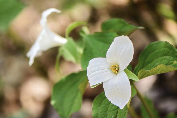 White trilliums growing on a forest's floor.
