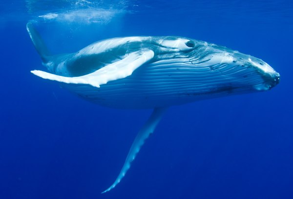 Humpback whale