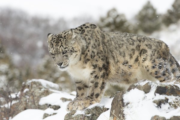 Snow leopards make their homes here.