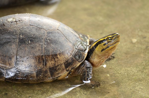 The Gulf Coast box turtle can also have white blotches on the head and it is the largest of all box turtles