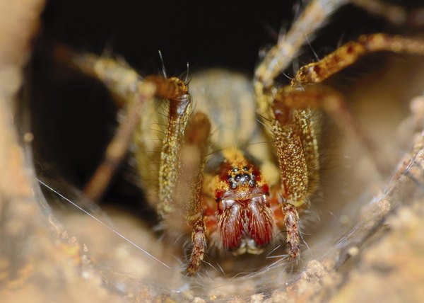 Female wolf spiders are larger than males.