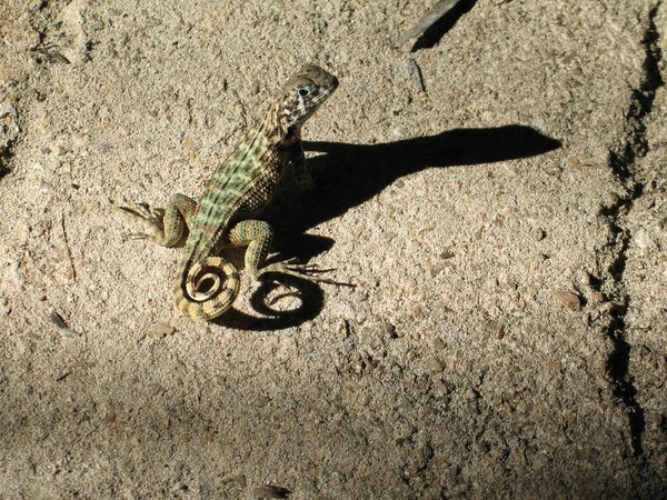 The shadow of a lizard sitting on a rock.