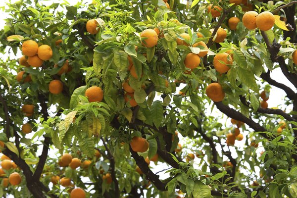 oranges in Nice along France's Mediterranean coast