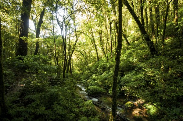 Sunlight shines through a forest canopy.