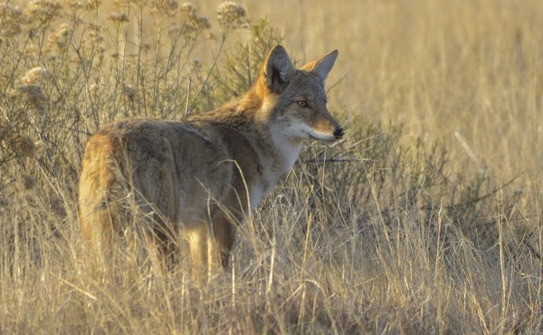 Photo Credit: Endurodog/iStock/Getty Images Coyotes are a common sight.